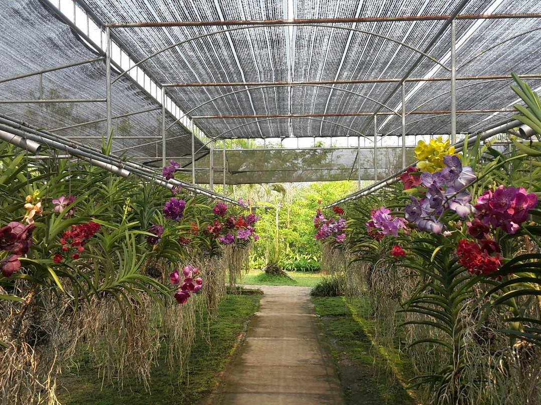 Doi Saket Orchid Farm-雷沙革必去景点