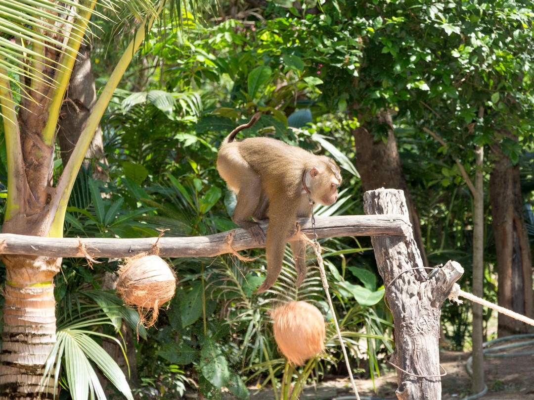 Major Safari Tour