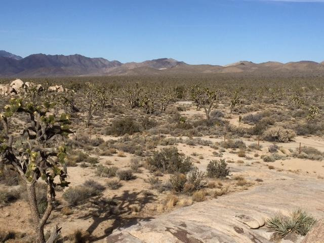 The Mojave Cross-Cima必去景点