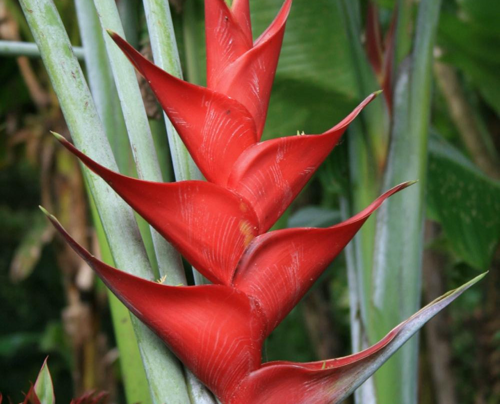 Cinco Ramas-洛斯奇莱斯必去景点