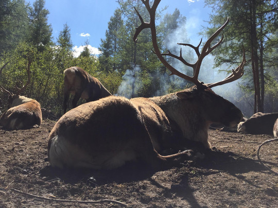根河敖鲁古雅使鹿部落-根河市必去景点