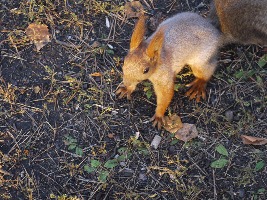 Kaiskaya Forest-伊尔库茨克必去景点