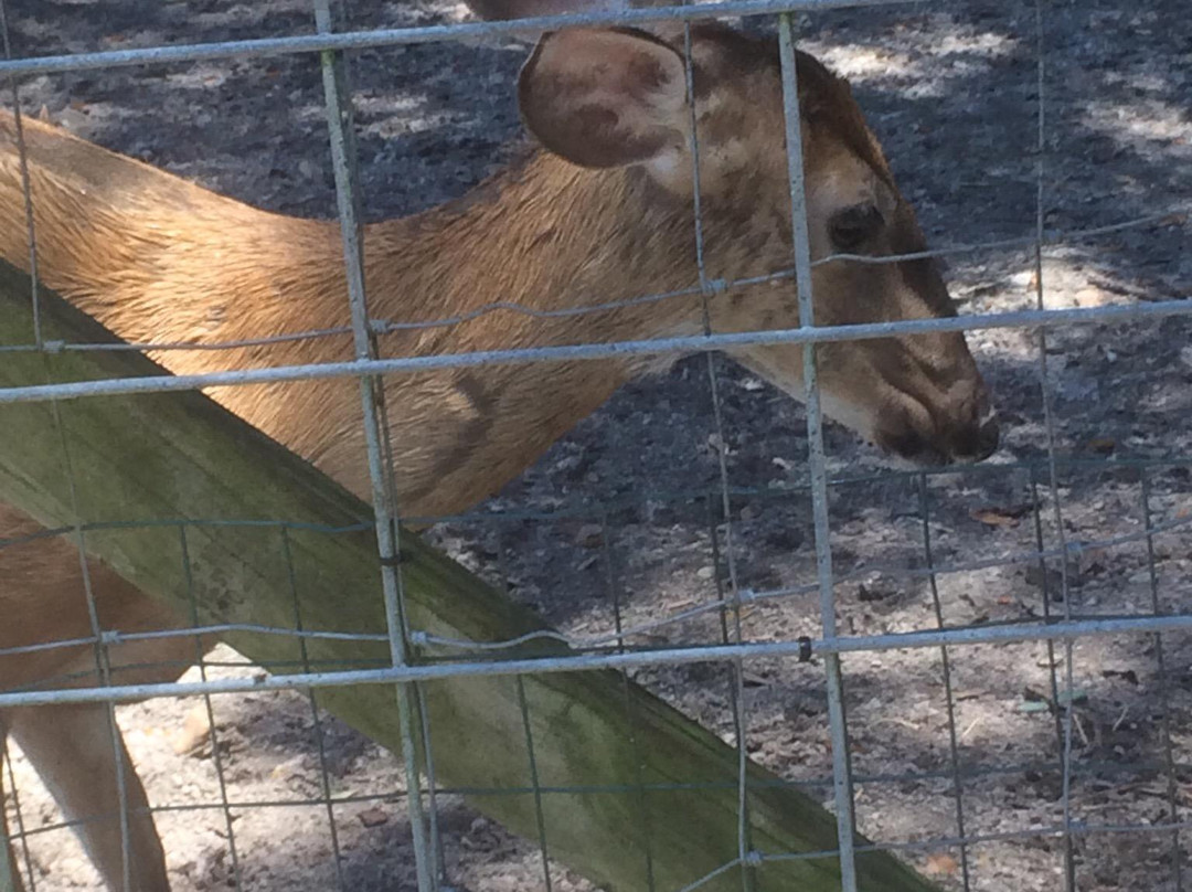 Horse Power for Kids & Animal Sanctuary-坦帕必去景点