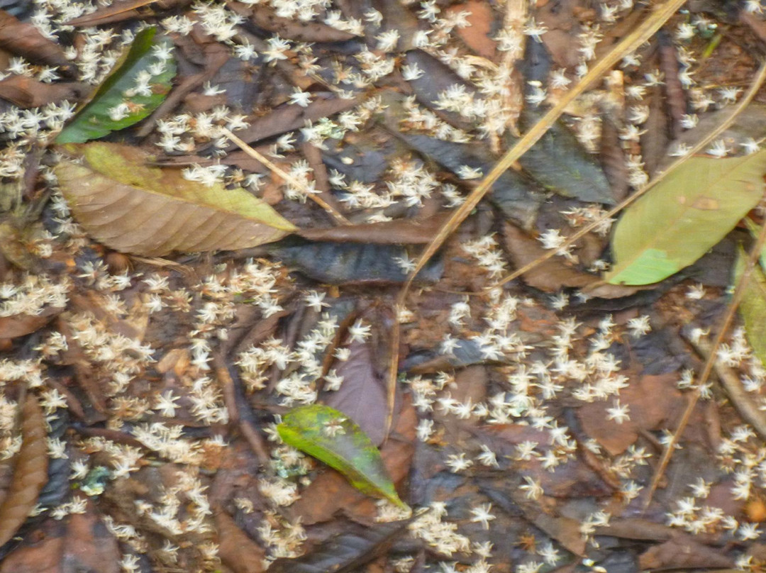 Parque Estadual Serra do Mar - Núcleo Caraguatatuba-Caraguatatuba必去景点