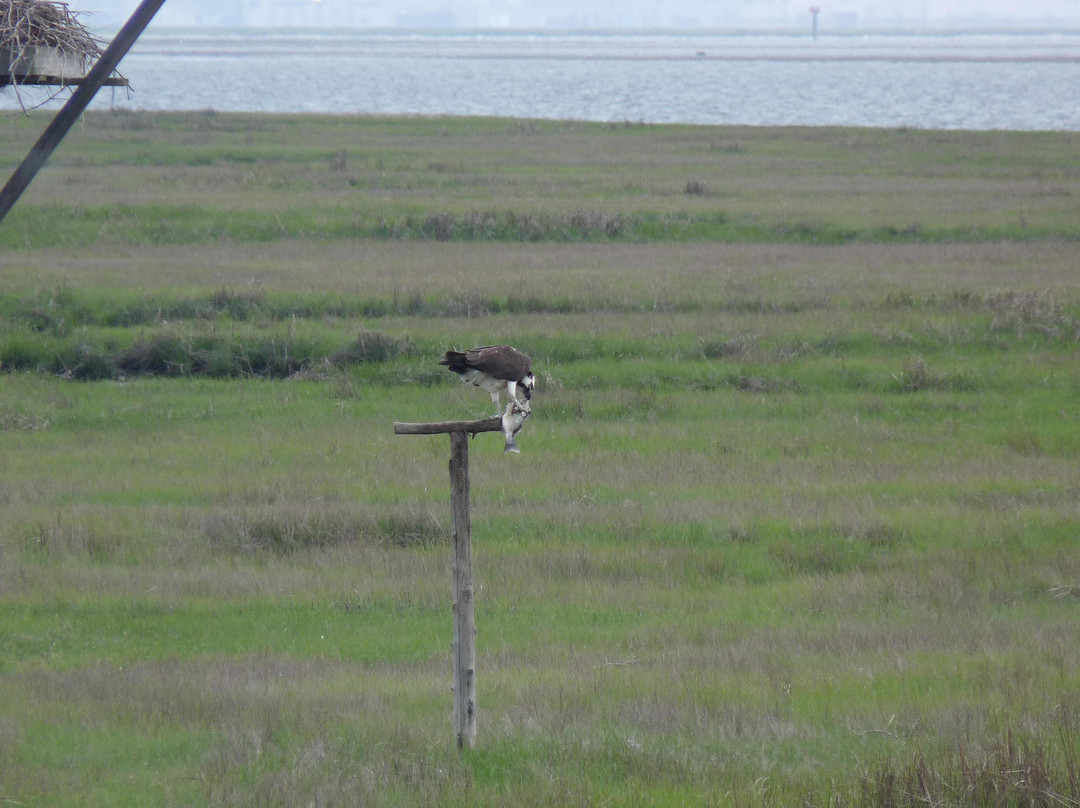 Edwin B. Forsythe National Wildlife Refuge-Oceanville必去景点