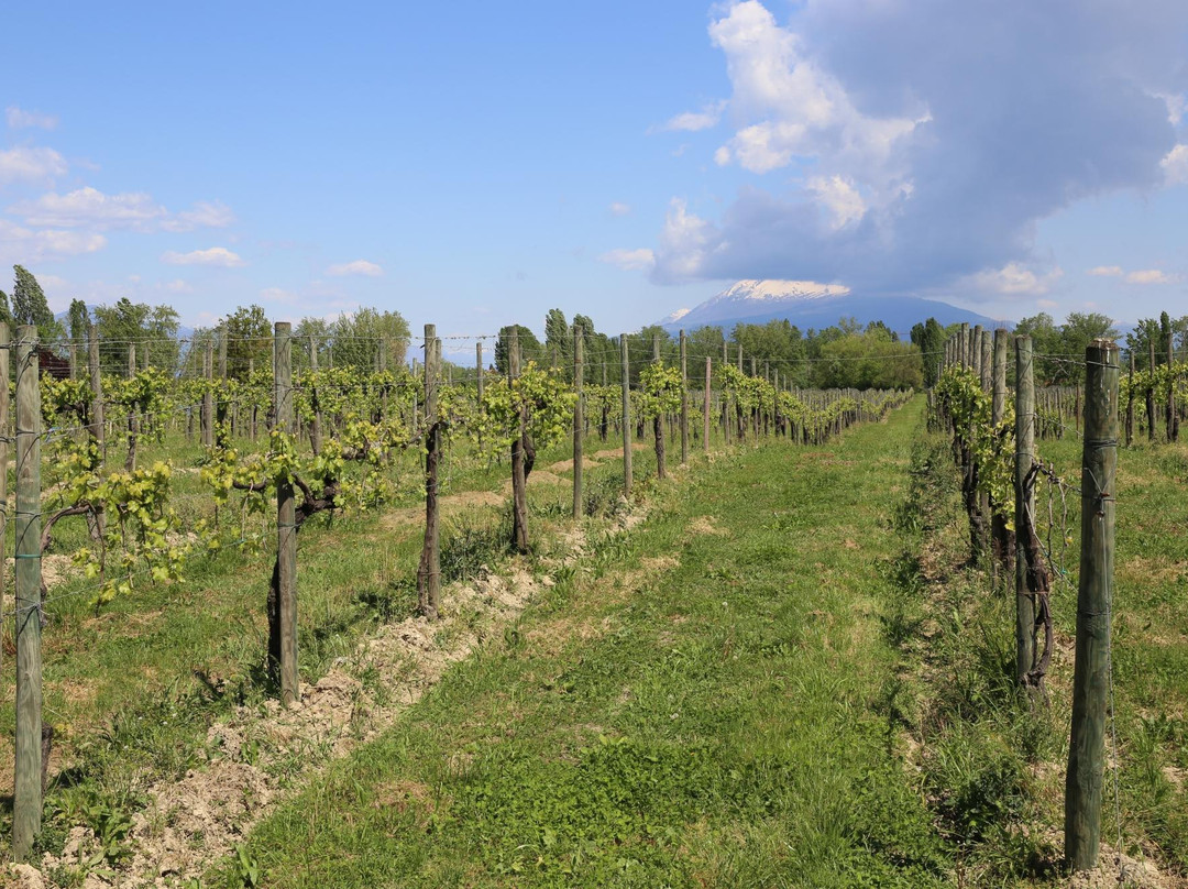 Azienda Agricola Provenza景点图片