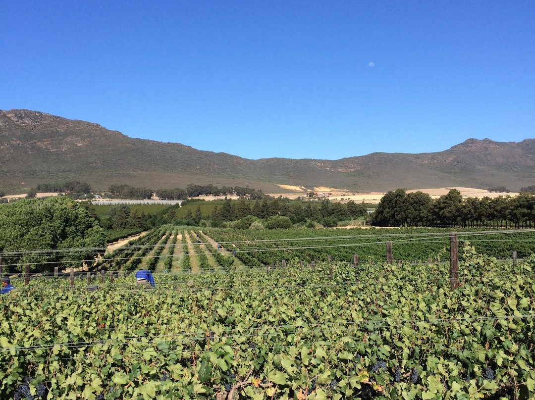 Lemberg Wine Estate景点图片