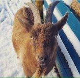 Cholderton Rare Breeds Farm-Cholderton必去景点