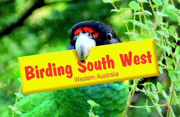 Birding South West - Day Tours景点图片