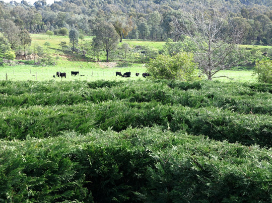 Brookfield Maze & Cafe-Myrrhee必去景点