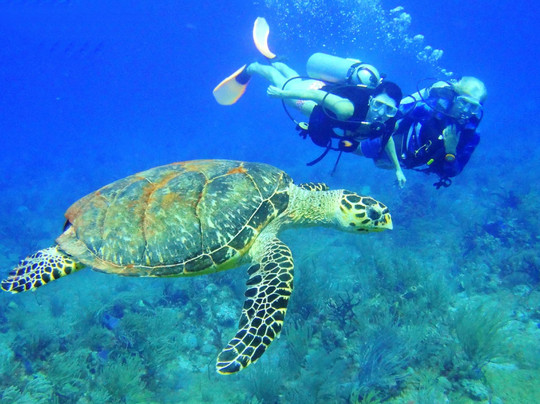 Scuba-Mex Dive Center-Paamul必去景点