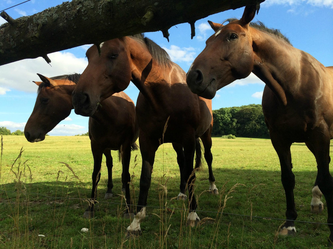 Anna's Bed & Breakfast Tarskov Molle Farmhouse主图