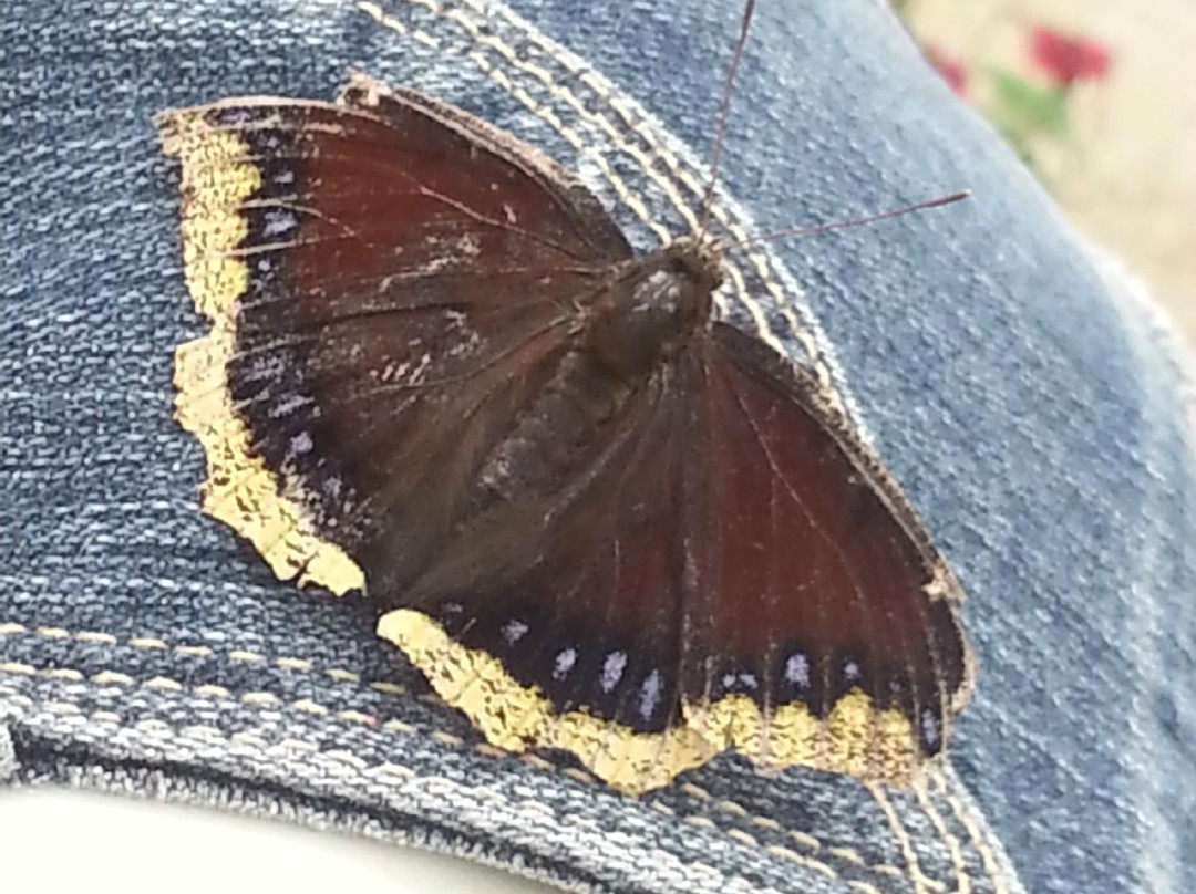 Butterfly Gardens of Wisconsin景点图片