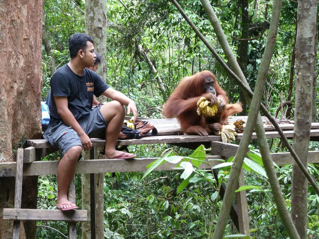 Harimau Sumatra-武吉拉旺必去景点