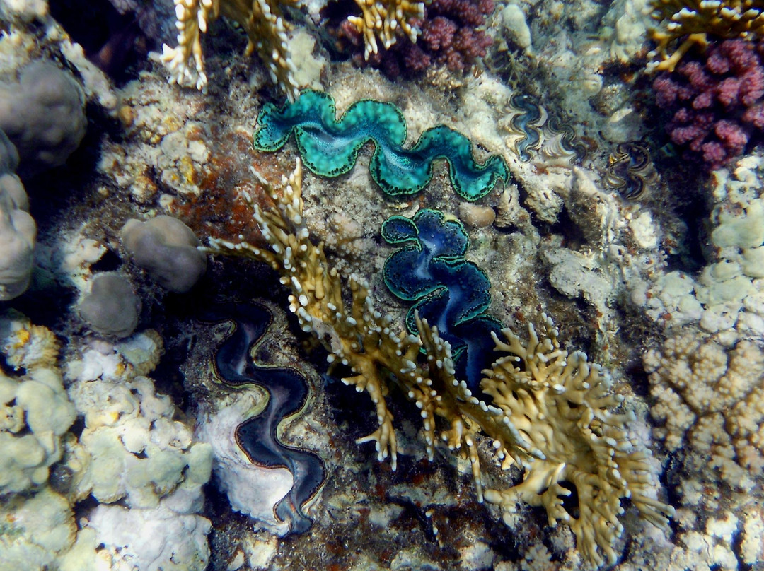 Marsa Shoona Bay-马萨阿拉姆必去景点