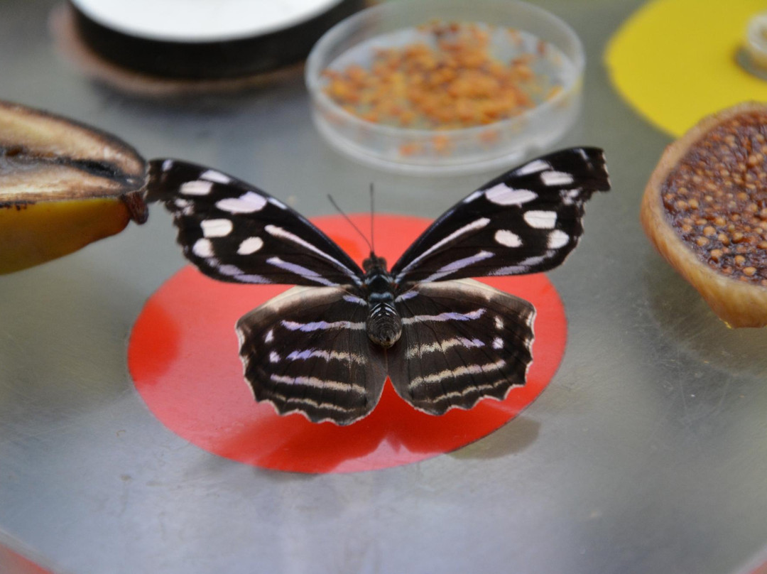 阿提斯动物园-阿姆斯特丹必去景点