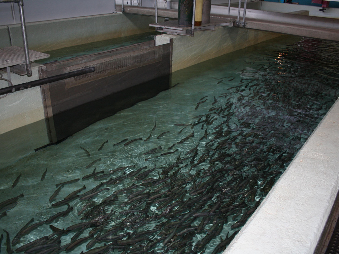 Bow Habitat Station & Sam Livingston Fish Hatchery-卡尔加里必去景点