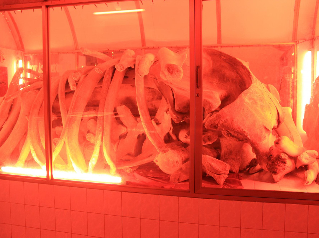 The Whale Temple Vung Tau-头顿必去景点