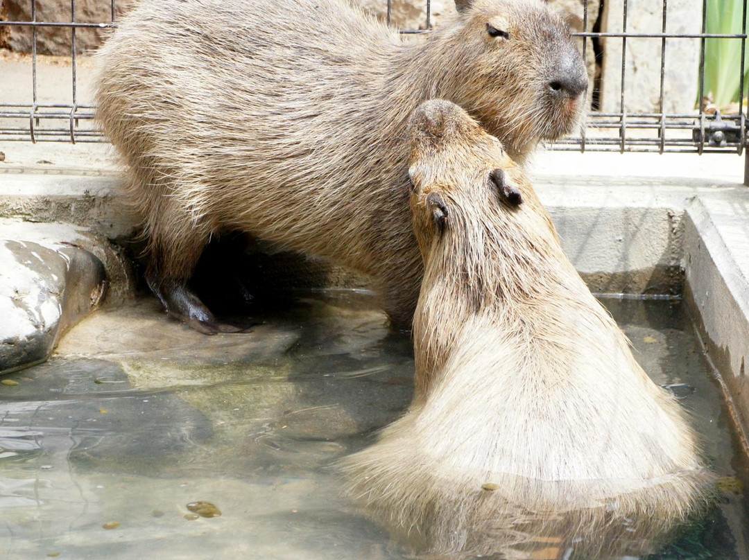 Suzaka City Zoo-须坂市必去景点