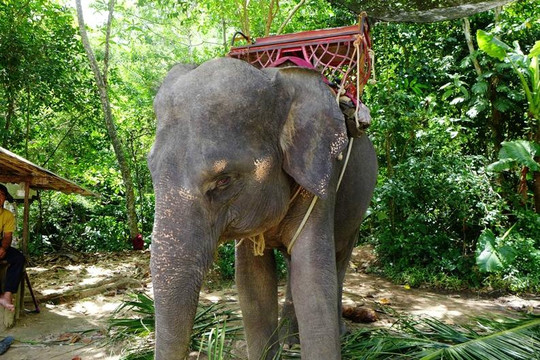 南门瀑布-苏梅岛必去景点