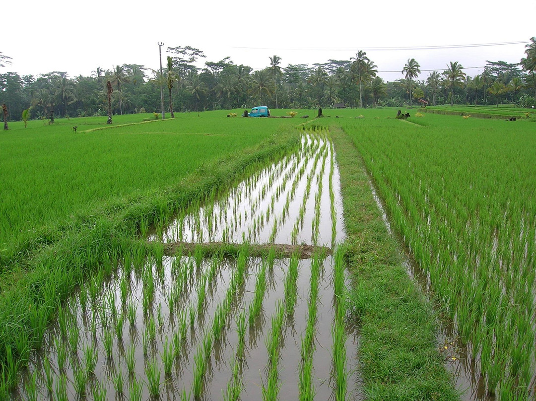 Private Bali Driver - Bali Tour-努沙杜瓦必去景点