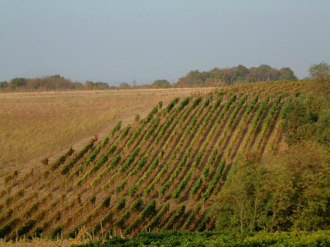 Cantina La Tollara景点图片