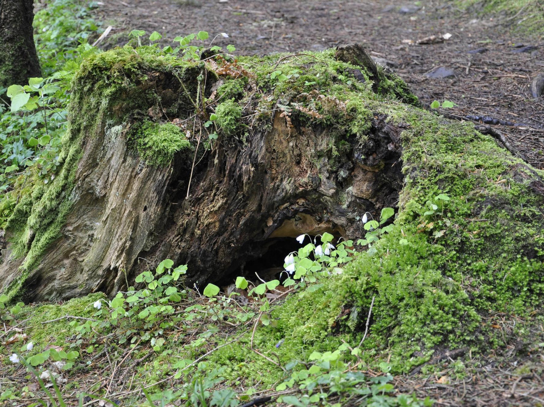 Dooney Rock Forest Park景点图片