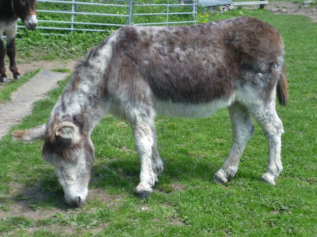 Freshfields Donkey Village-Peak Forest必去景点