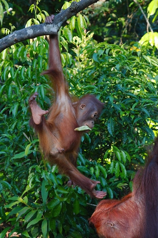 Tanjung Puting National Park-Central Kalimantan必去景点