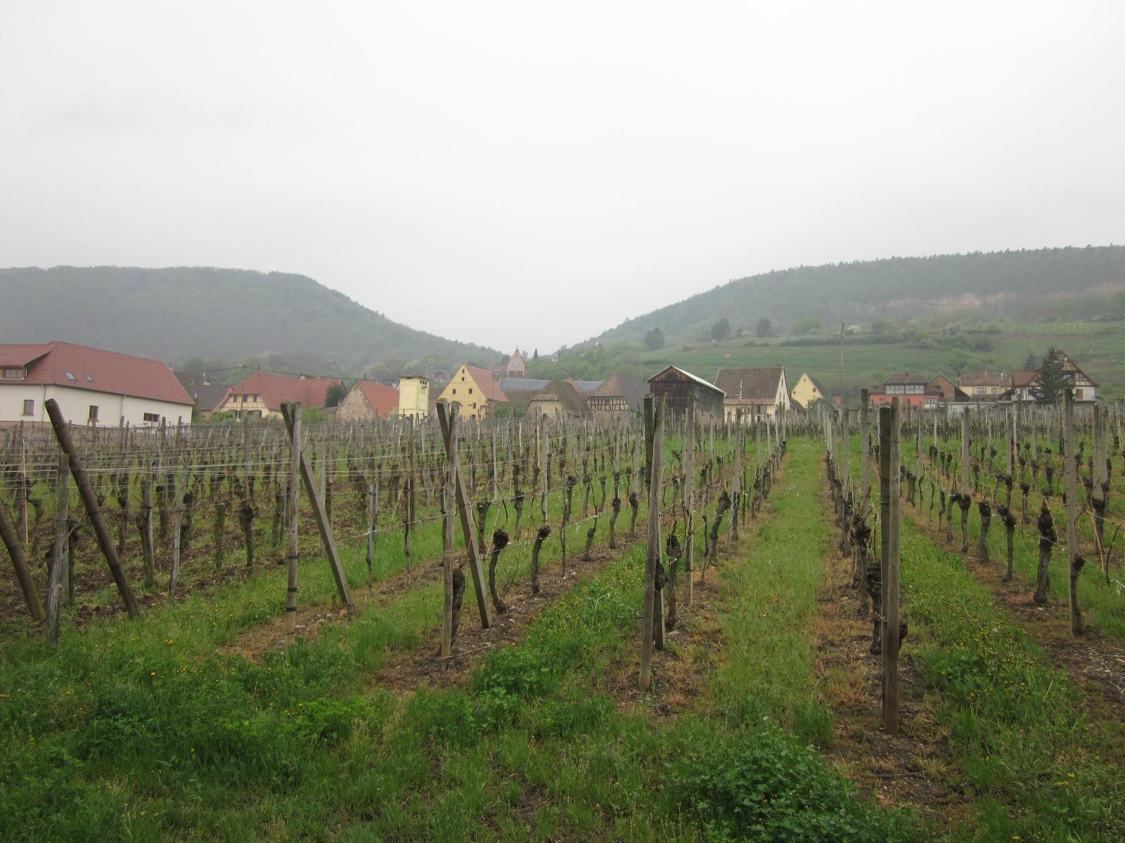 Hotel le Relais du Vignoble-酒店景观
