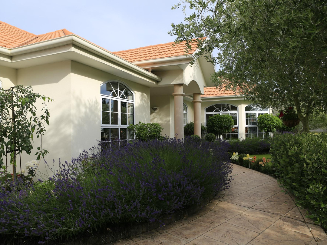 橄榄树住宿加早餐酒店主图