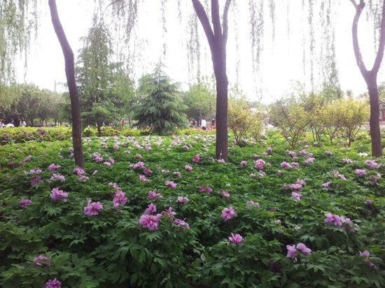 中国国花园-洛阳市必去景点