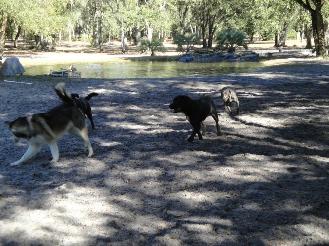Bark Central Dog Park-因弗内斯必去景点