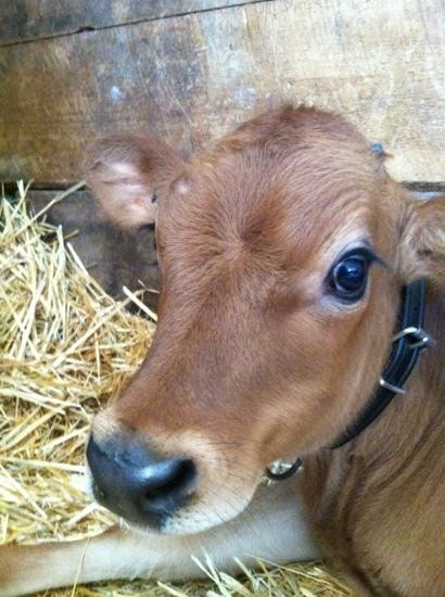 Grandpa Tiny's Farm-弗兰肯默斯必去景点