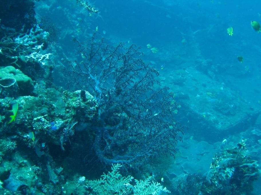 Paradise Diving Bali-曼吉斯必去景点