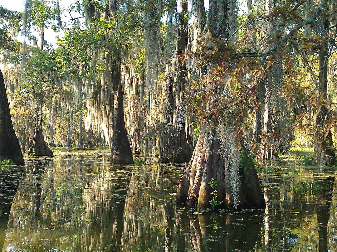 de la Houssaye's Swamp Tours景点图片