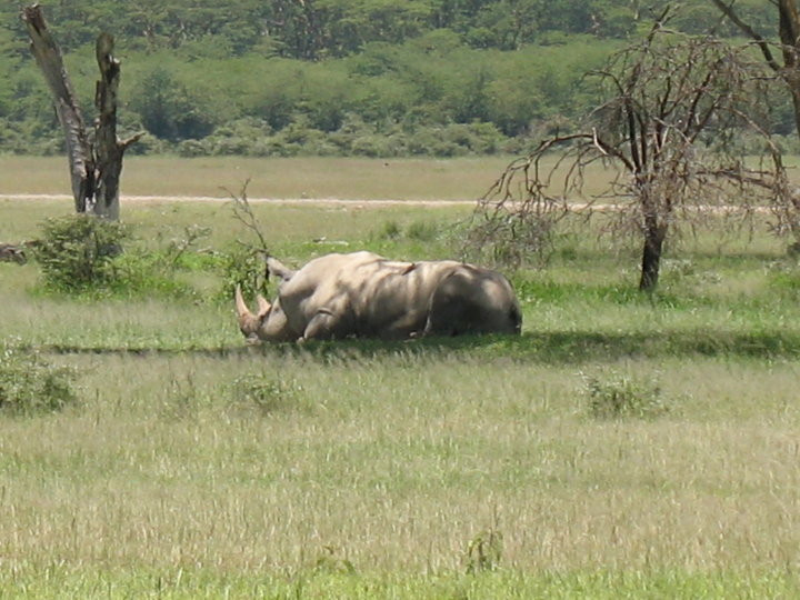 null-纳库鲁湖国家公园