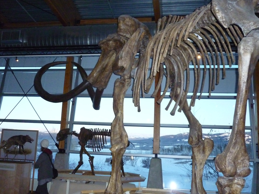 Yukon Beringia Interpretive Centre-白马市必去景点