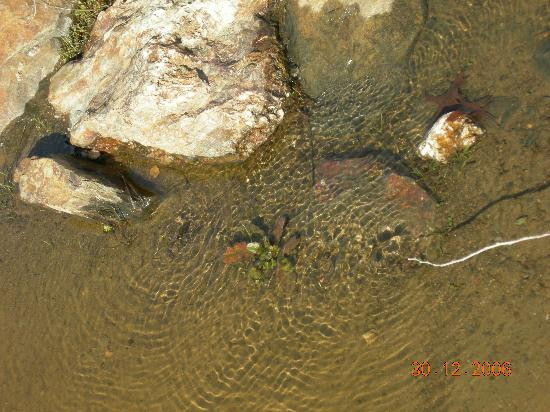 Calaveras County酒店住宿-Saddle Creek Resort