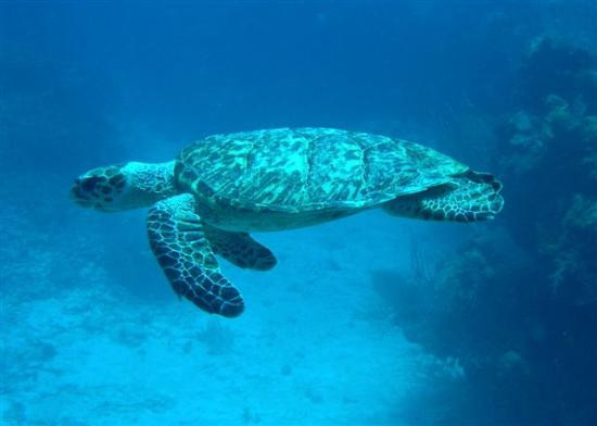 Exuma Cays Land and Sea Park-大埃克苏马必去景点