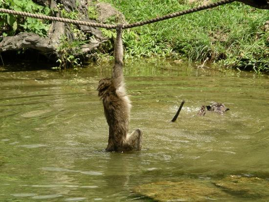 Monkey Jungle-迈阿密必去景点