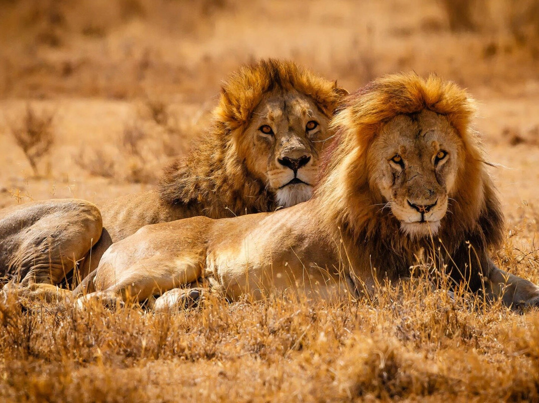 Nayla African Safaris-阿鲁沙必去景点
