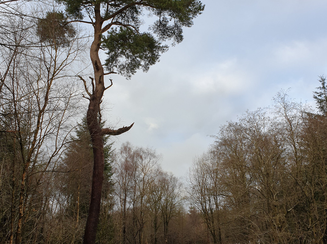 Tardree Forest景点图片