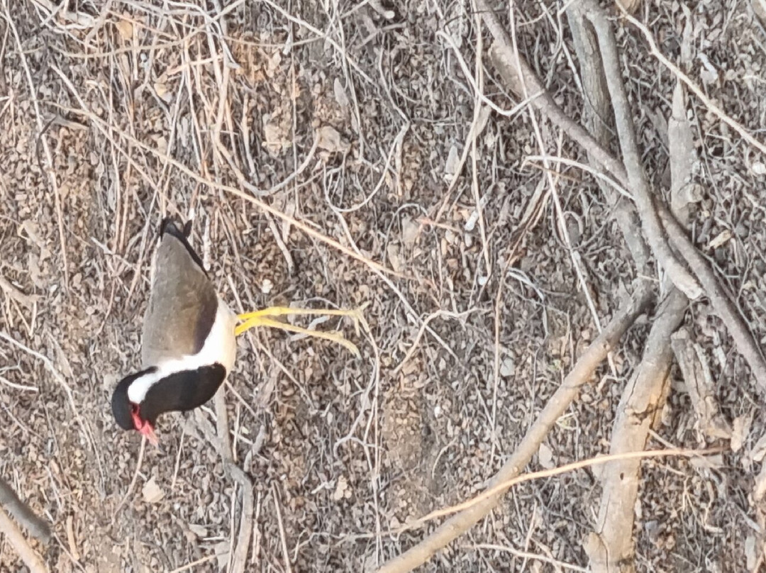 Ranthambore Safari Tours景点图片