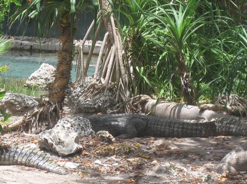 迈阿密水族馆-迈阿密必去景点