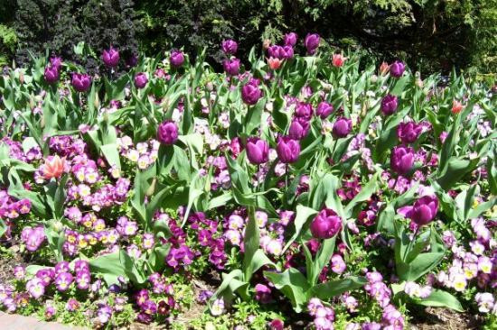 宪法花园-华盛顿特区必去景点