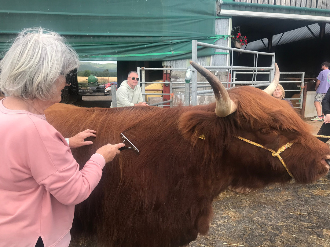 Aberdeenshire Highland Beef-Lochton of Leys必去景点