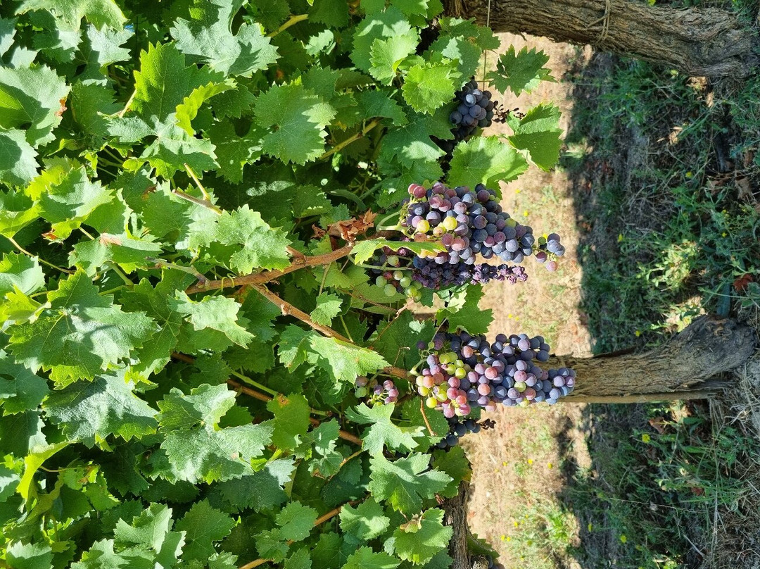 Arnaldo Caprai - Viticoltore in Montefalco-Montefalco必去景点