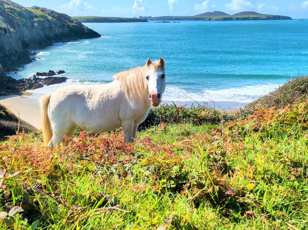 Whitesands Bay-St. Davids必去景点