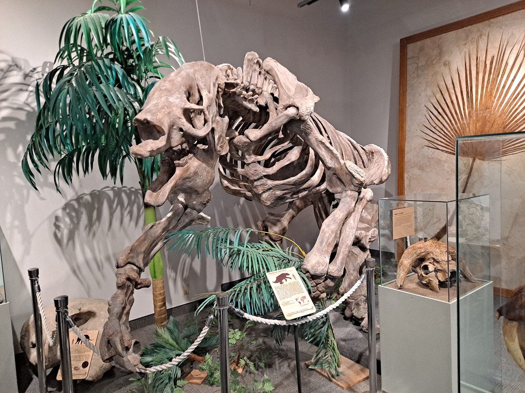 BYU Museum of Paleontology-普若佛必去景点
